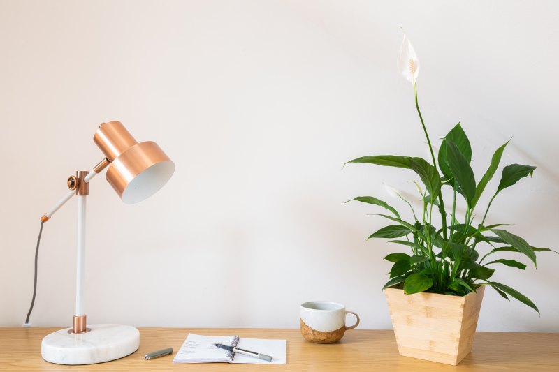 Peace Lily houseplant