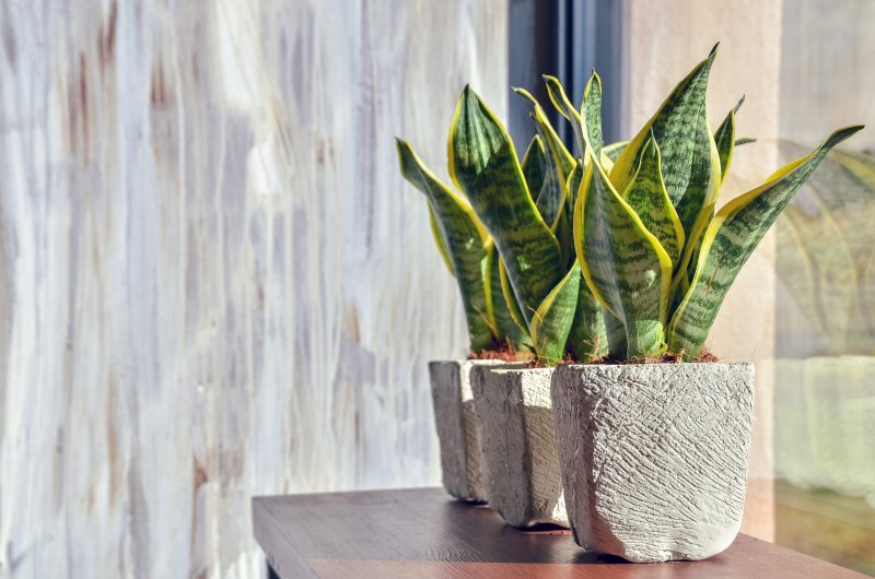 Snake Plant houseplant