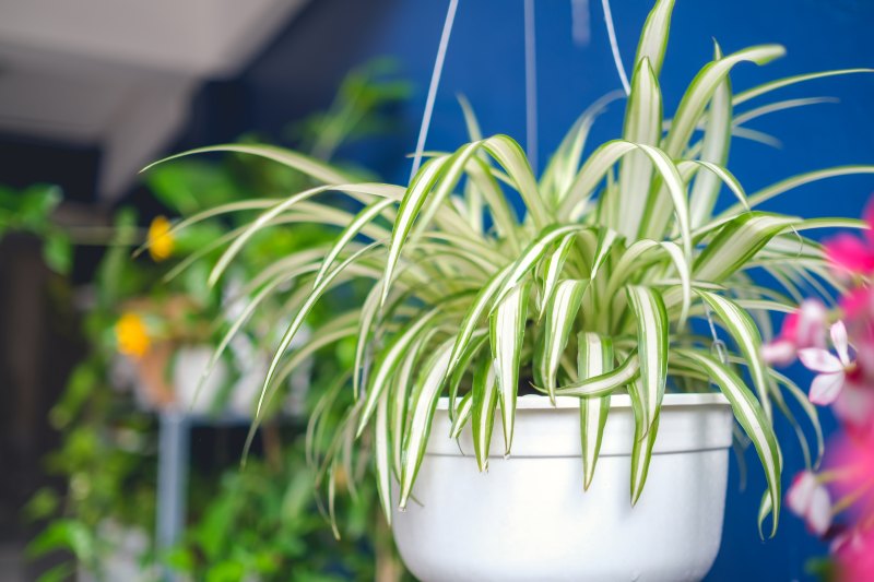Spider Plant houseplant