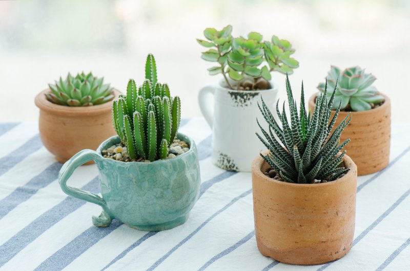 Succulents houseplants