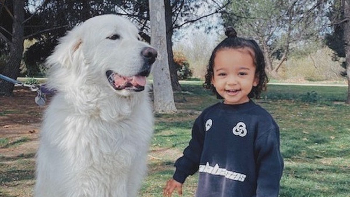 Chicago West and Dog