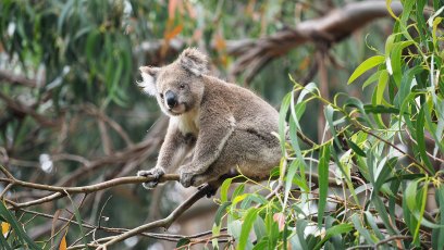 koala