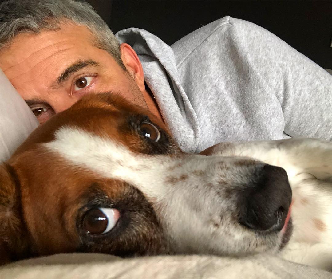 Andy Cohen's Dog Wacha on Instagram