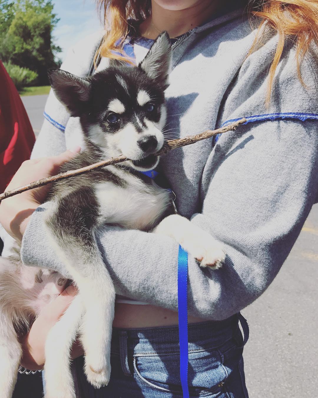 Sophie Turner and Joe Jonas' Dog Porky Basquiat on Instagram