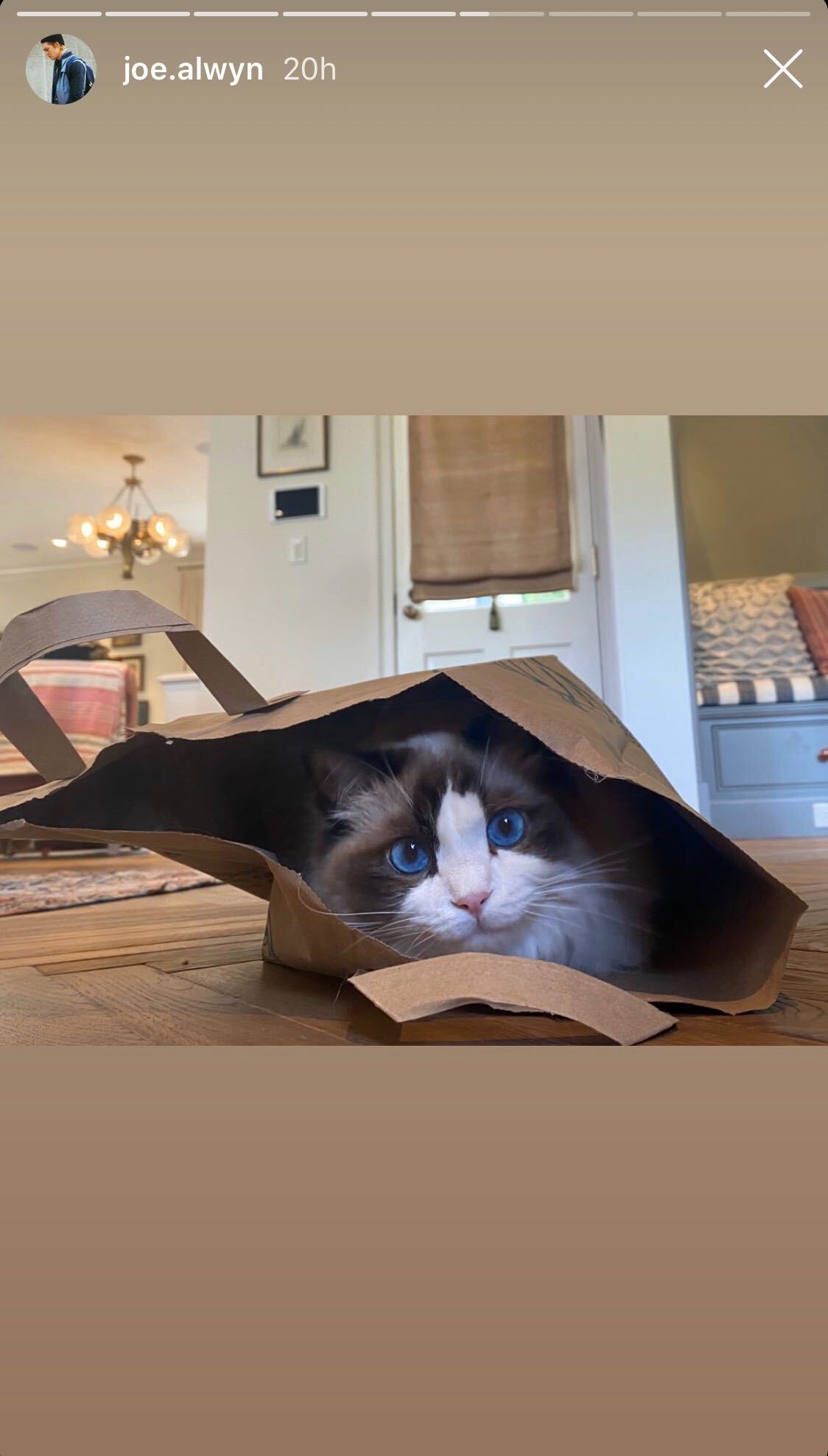 Joe Alwyn Shares Photo of Taylor Swift's Cat