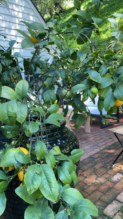 Sofia Richie Backyard