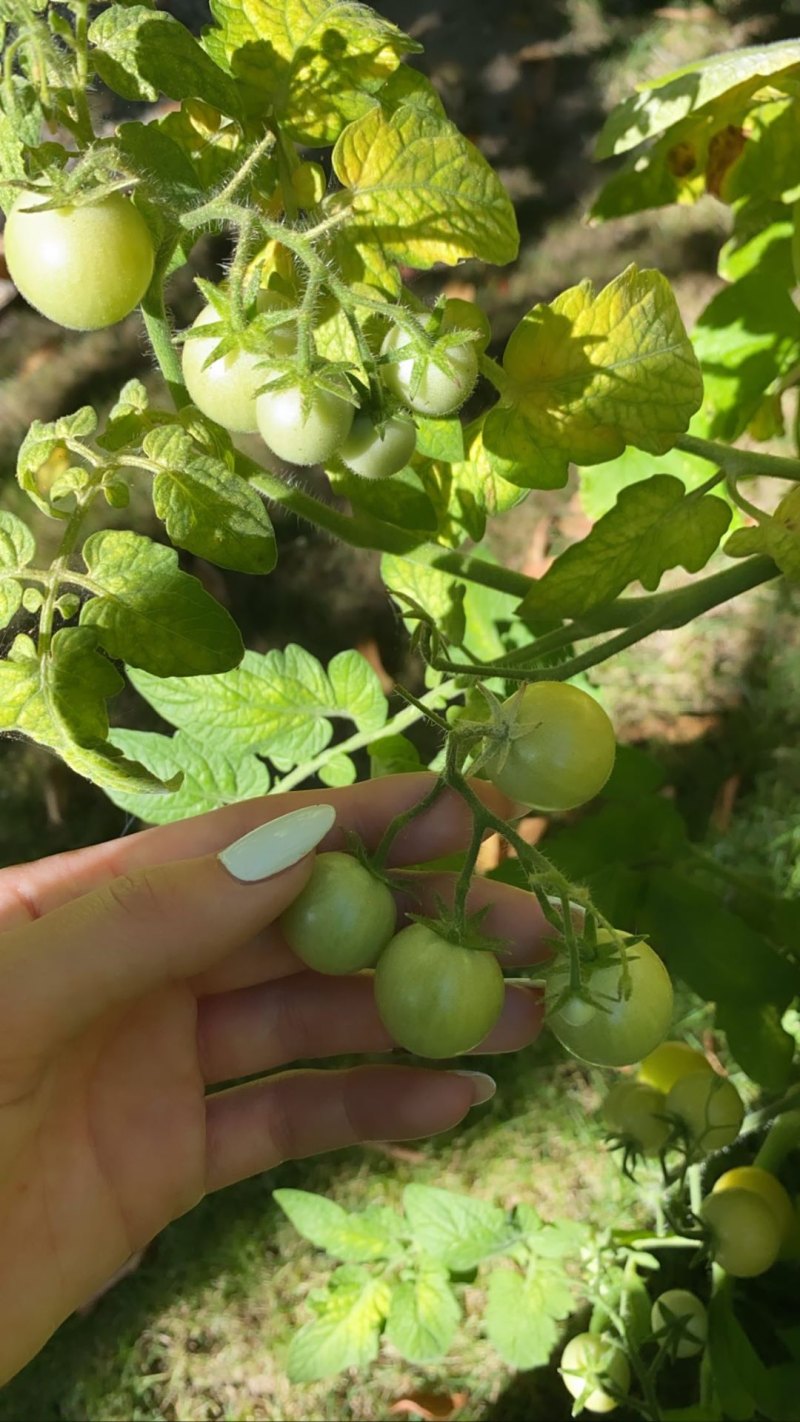 Kylie Jenner's Backyard