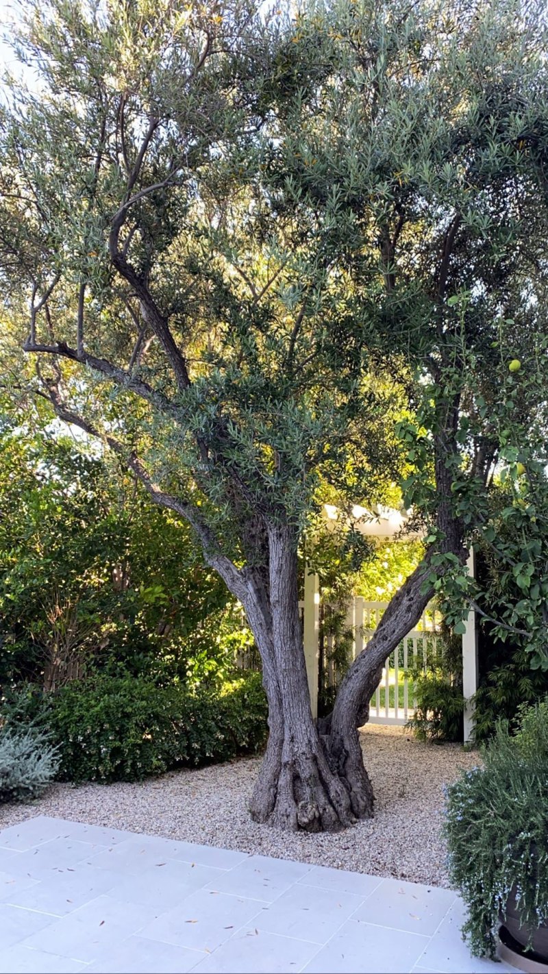 Kylie Jenner's Backyard