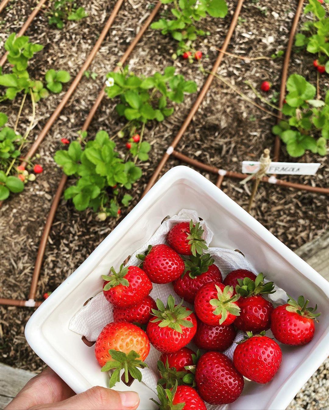 gigi-hadid-pregnancy-cravings-food