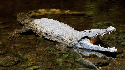 Massive Saltwater Crocodile Attacks Explored in New Special