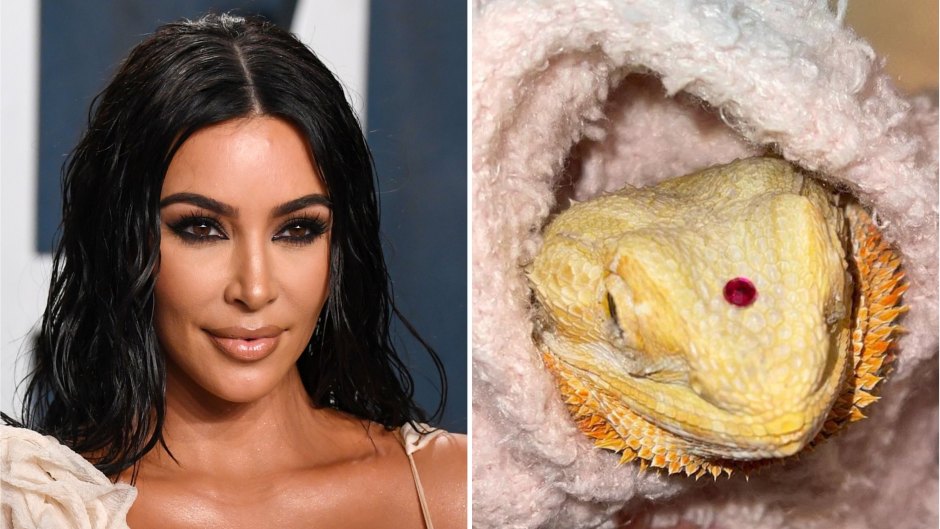 Kim Kardashian Slammed for Dressing Pet Reptile in Clothes
