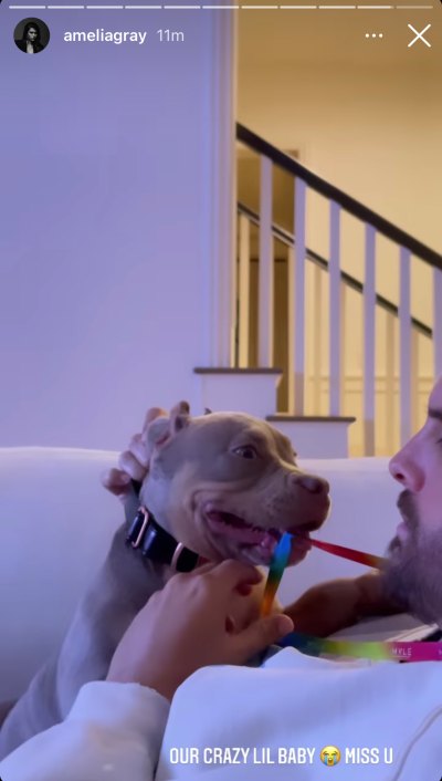 scott-amelia-get-a-dog-aug-2021-ig