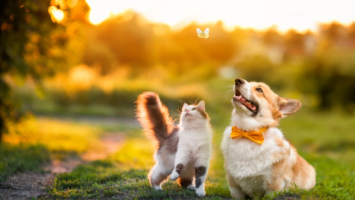 Shutterstock Dog