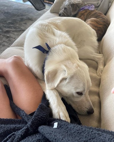 Jennifer Aniston Flaunts Gorgeous Legs as She Relaxes in Short Bathrobe at Home With Pup Chesterfield