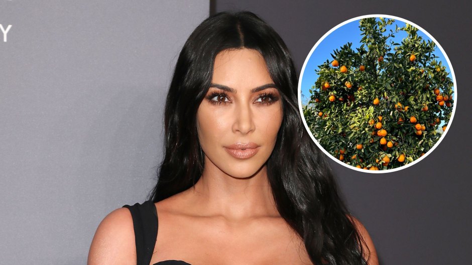Kim Kardashian Garden Photos: Backyard, Orchard Pictures