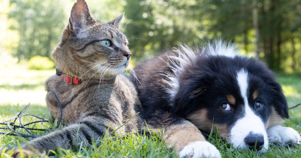 Best CBD for Dogs and Cats: 5 CBD Pet Products in 2024 – Life & Style