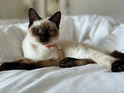 Mariska Hargitay's Siamese cat, Karma, liest on a white sheets.