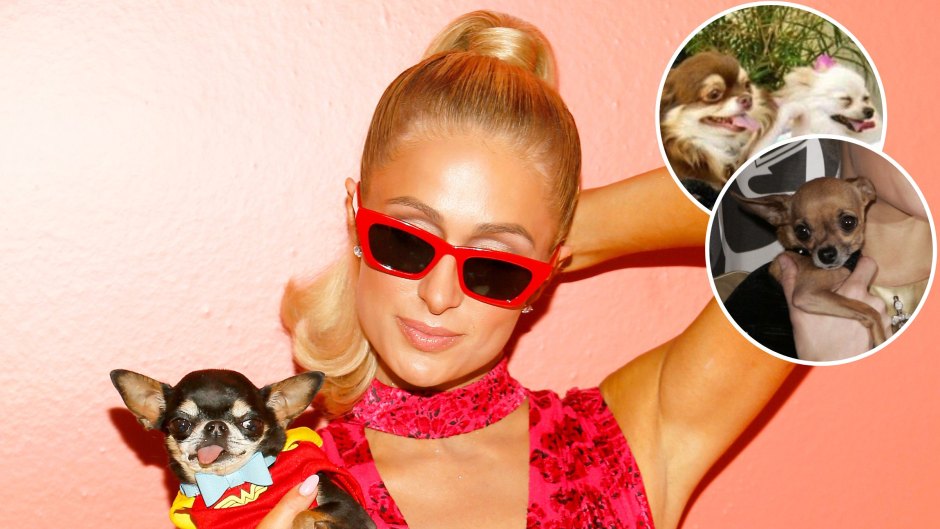 How Many Dogs Does Paris Hilton Have? Meet Her Pups