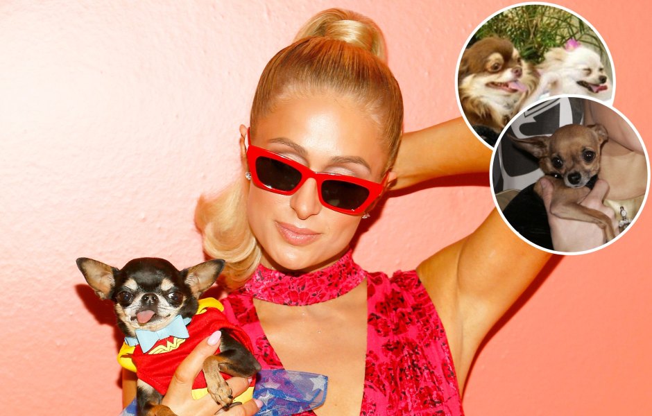 How Many Dogs Does Paris Hilton Have? Meet Her Pups