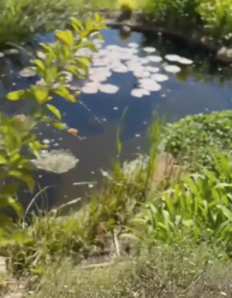 Tour Meghan Markle and Prince Harry's House: Backyard Photos