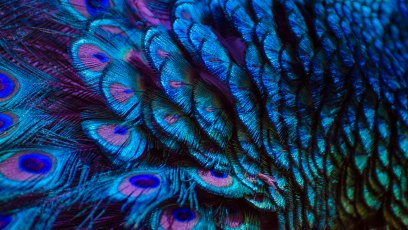 Florida Man Arrested After Being Accused of Eating His Pet Peacocks Amid Dispute With Neighbor 1332891647