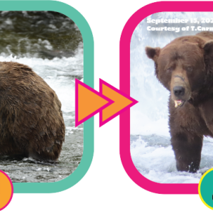 Chunk the Brown Bear Finally Wins Fattest Bear Award