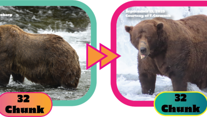 Chunk the Brown Bear Finally Wins Fattest Bear Award