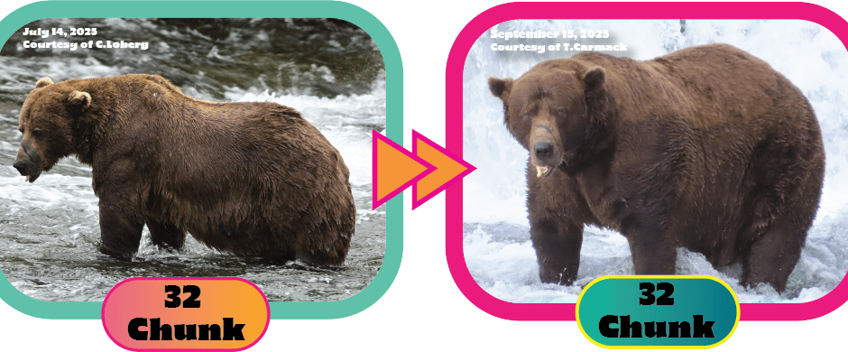 Chunk the Brown Bear Finally Wins Fattest Bear Award