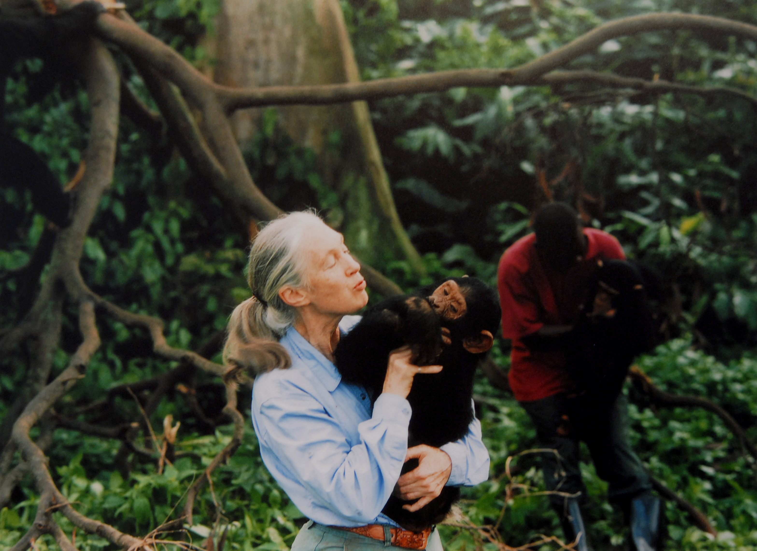89865207 UNSPECIFIED : Jane Goodall, English primatologist, ethologist, and anthropologist, with a chimpanzee in her arms, c. 1995 (Photo by Apic/Getty Images)