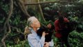 89865207 UNSPECIFIED : Jane Goodall, English primatologist, ethologist, and anthropologist, with a chimpanzee in her arms, c. 1995 (Photo by Apic/Getty Images)