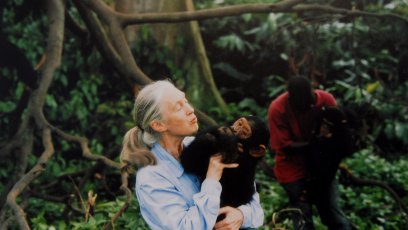89865207 UNSPECIFIED : Jane Goodall, English primatologist, ethologist, and anthropologist, with a chimpanzee in her arms, c. 1995 (Photo by Apic/Getty Images)