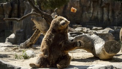 11 Students, Teachers Injured After Terrifying Grizzly Bear Attack in Canada