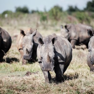 Inside Virginia Zoo's Conservation Efforts By Dehorning Rhinos