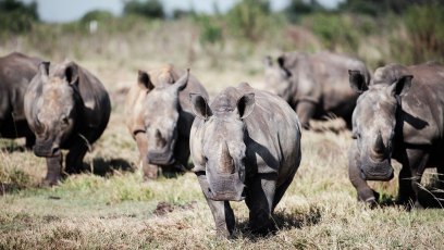 Inside Virginia Zoo's Conservation Efforts By Dehorning Rhinos