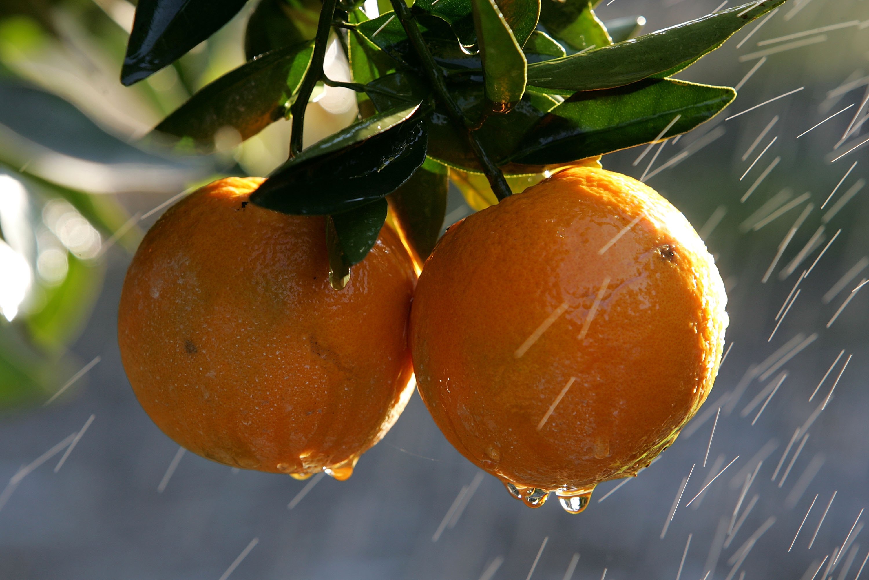 The-Easiest-Way-to-Eat-an-Orange-73017178