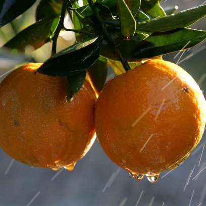 The-Easiest-Way-to-Eat-an-Orange-73017178