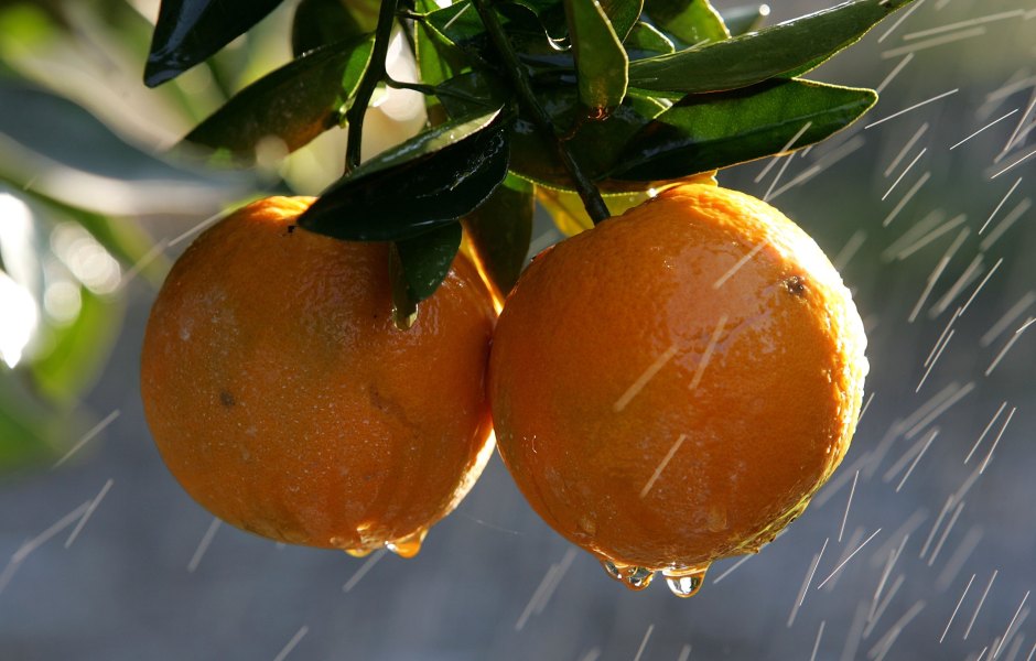 The-Easiest-Way-to-Eat-an-Orange-73017178