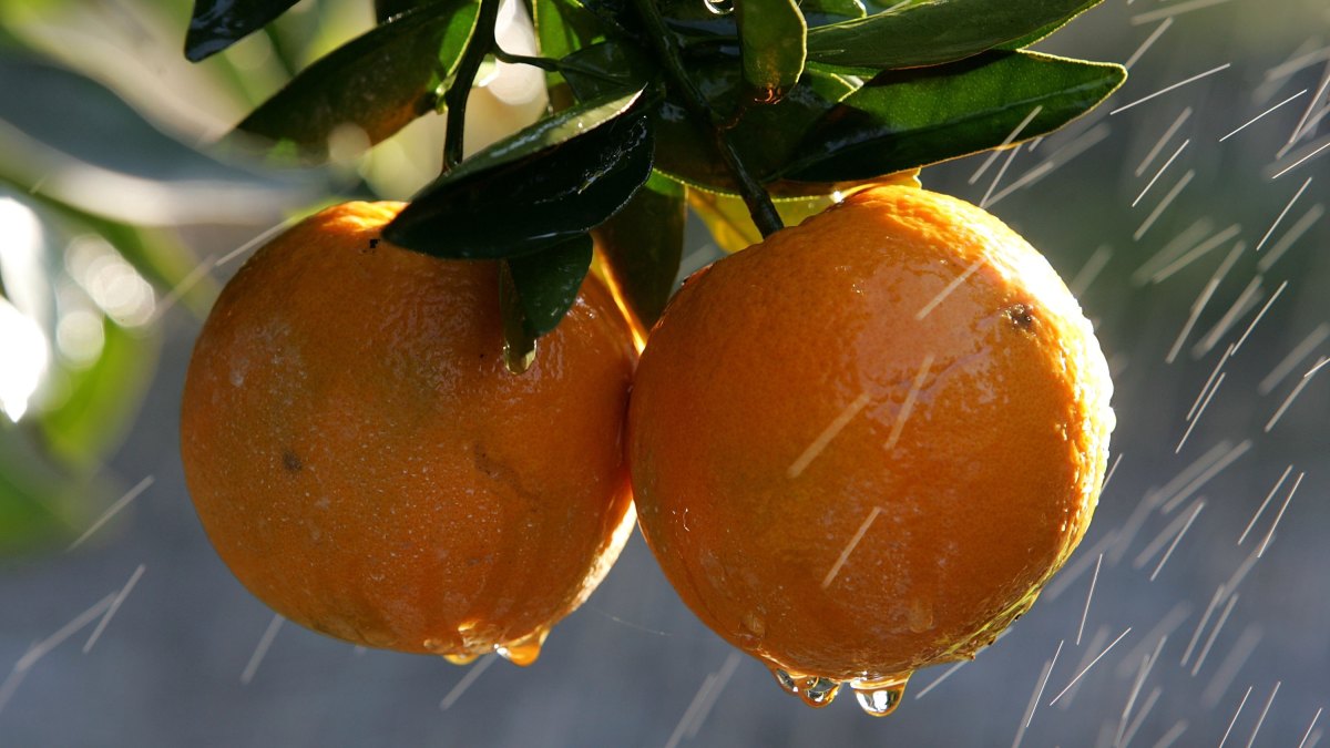 The-Easiest-Way-to-Eat-an-Orange-73017178