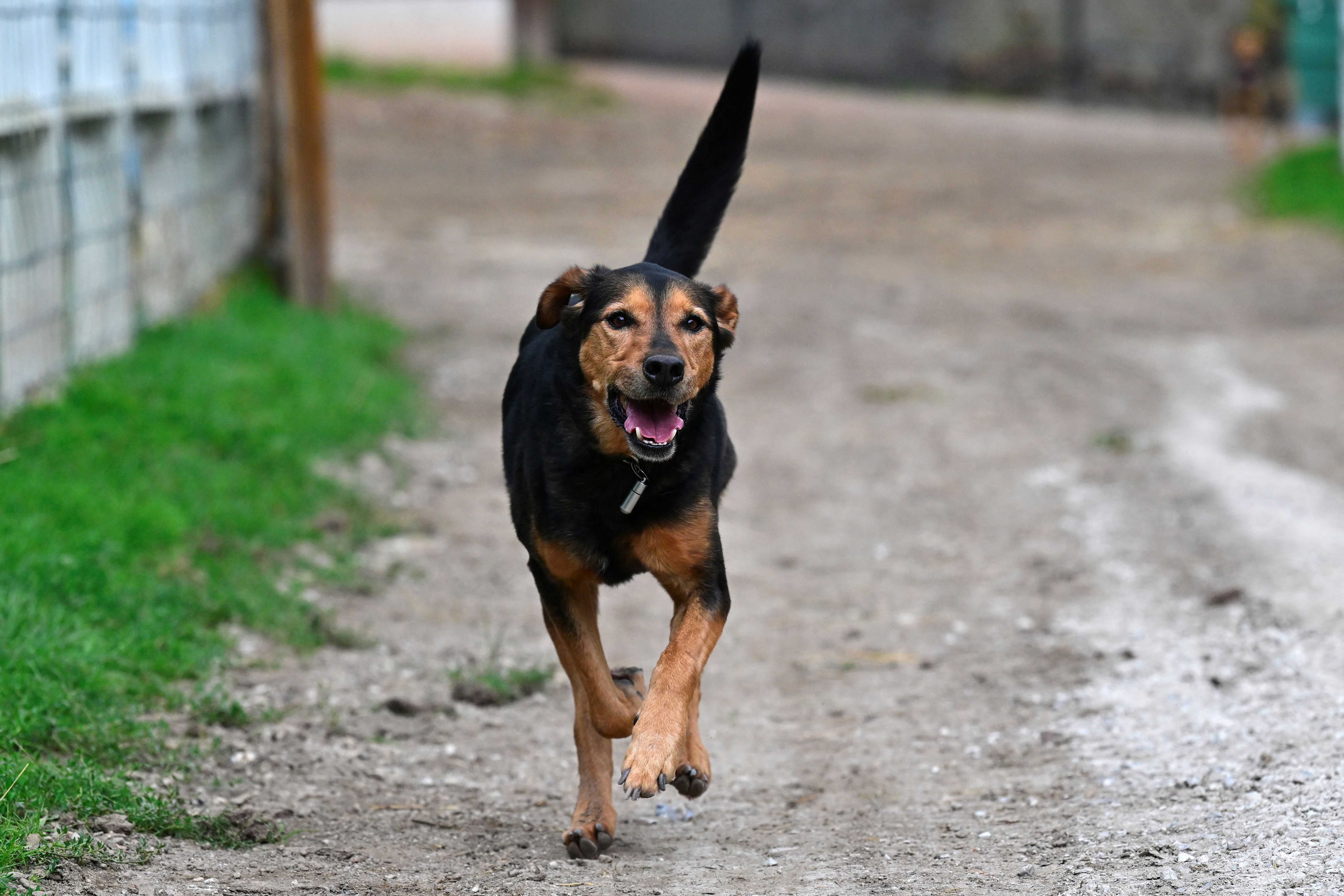 Clever Dog Dawson Escapes Shelter, Viral Video Sparks Millions of Views