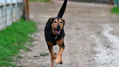 Clever Dog Dawson Escapes Shelter, Viral Video Sparks Millions of Views