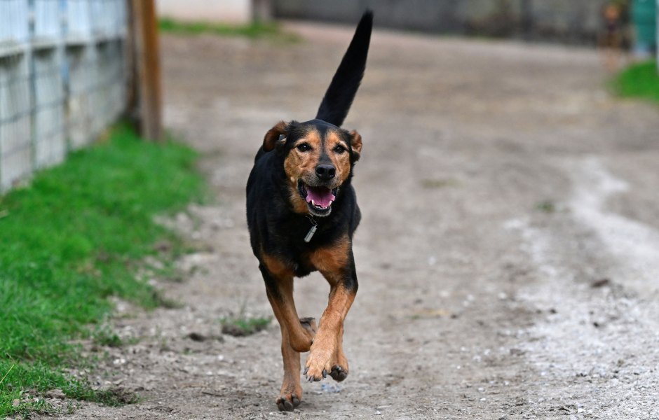 Clever Dog Dawson Escapes Shelter, Viral Video Sparks Millions of Views