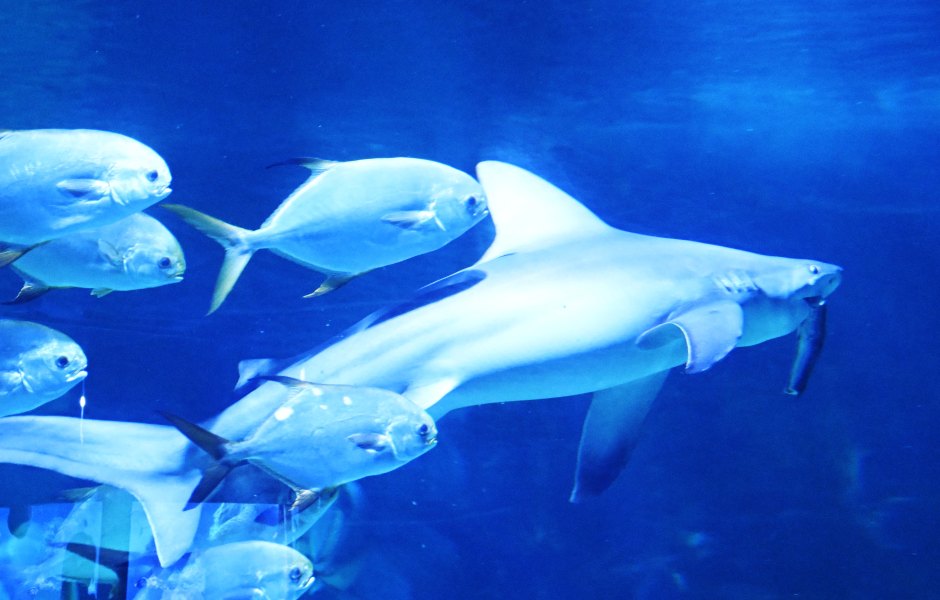 Meet the 5 Wildest New Creatures Found in the Deep Sea