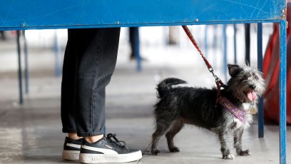 Foster Dogs Named After 'Heated Rivalry' Stars Adorably Get Into Character