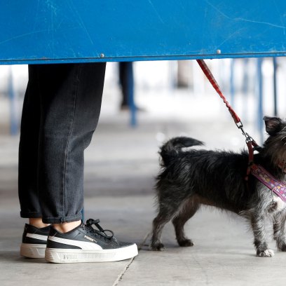 Foster Dogs Named After 'Heated Rivalry' Stars Adorably Get Into Character