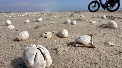 Harte-Research-Institute