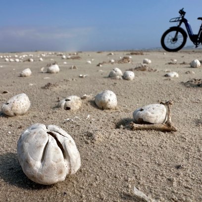 Harte-Research-Institute