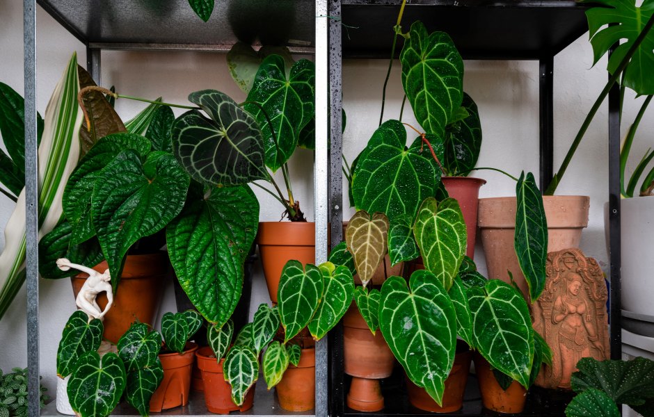 Indoor Plants That Are Almost Impossible to Kill