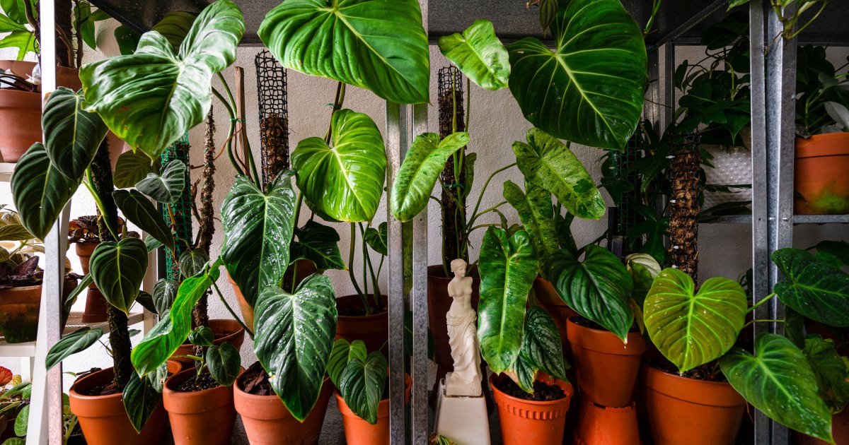 Grow Dinner on Your Counter: Easy Indoor Plants & Veggies