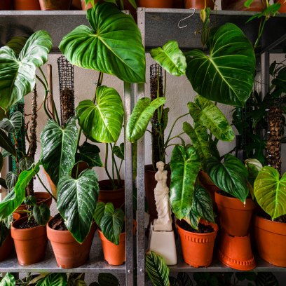 No Garden Needed: The Simplest Indoor Plants and Vegetables to Grow Right Now