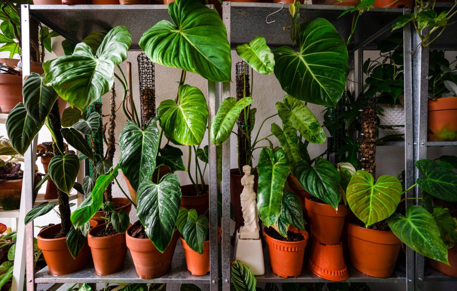 No Garden Needed: The Simplest Indoor Plants and Vegetables to Grow Right Now